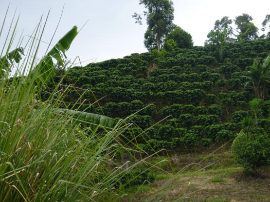 Coffee Farm around Monteverde for sale